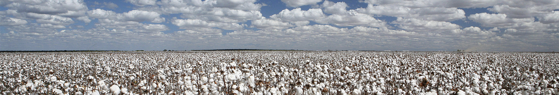 stock-photo-cotton-plantation-with-blue-sky-and-white-clouds-485087506_banner.jpg