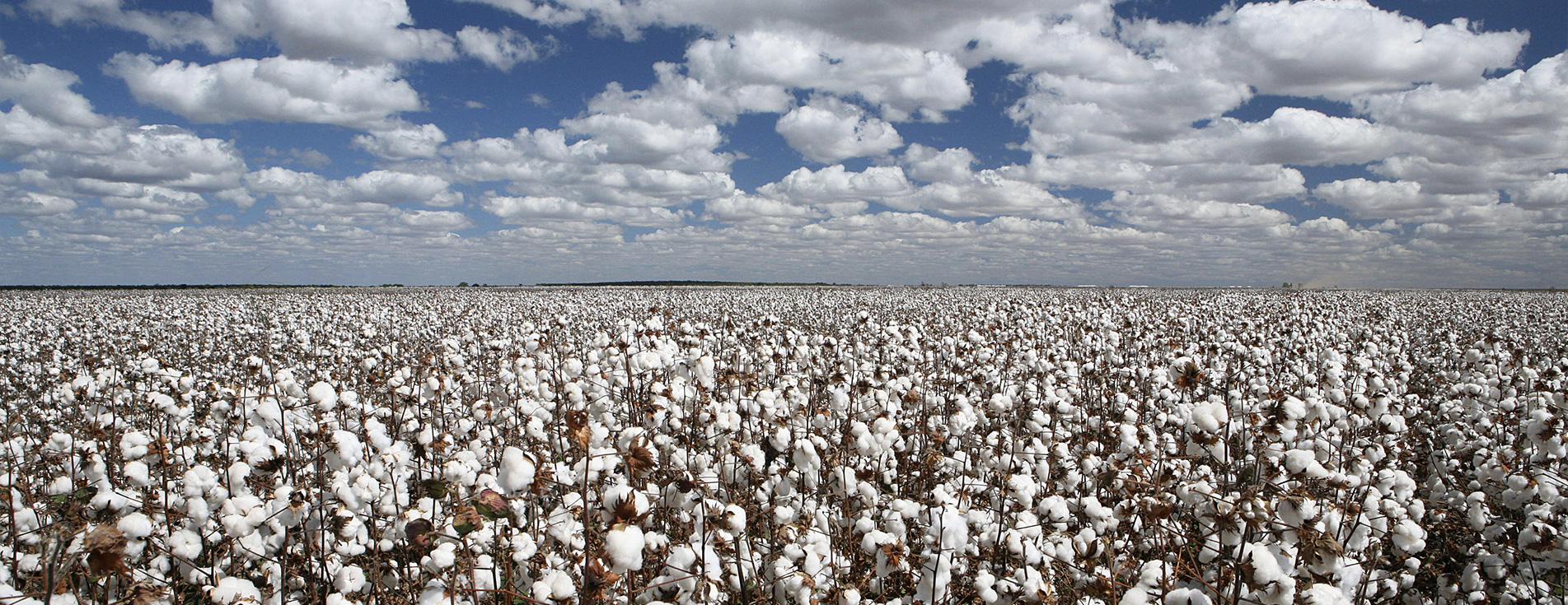 stock-photo-cotton-plantation-with-blue-sky-and-white-clouds-485087506_rotator.jpg